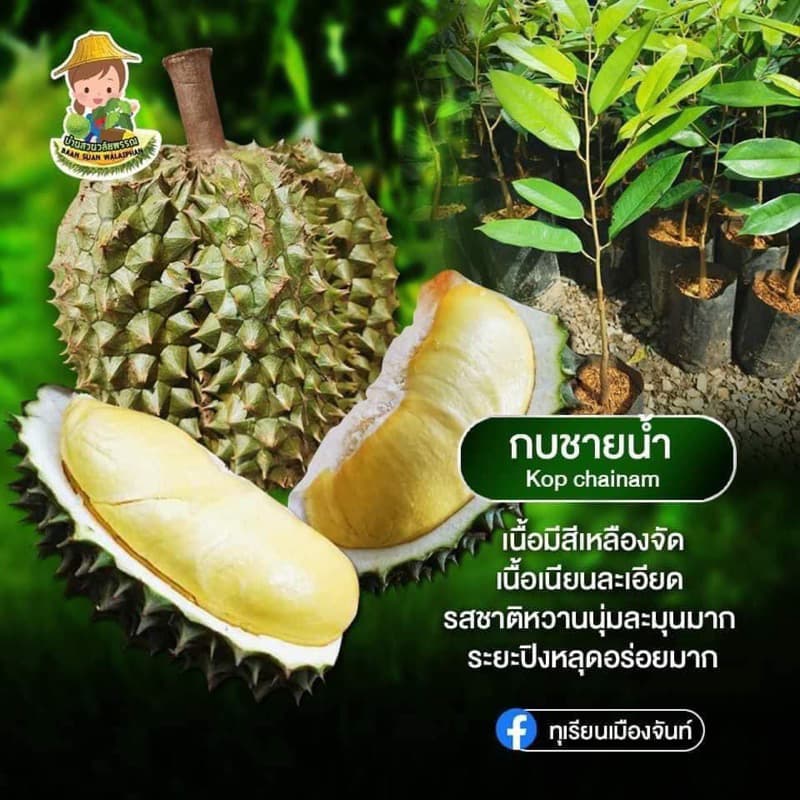 ต้นทุเรียนสายพันธุ์กบชายน้ำสายพันธุ์แท้ล้าน% รูปที่ 2