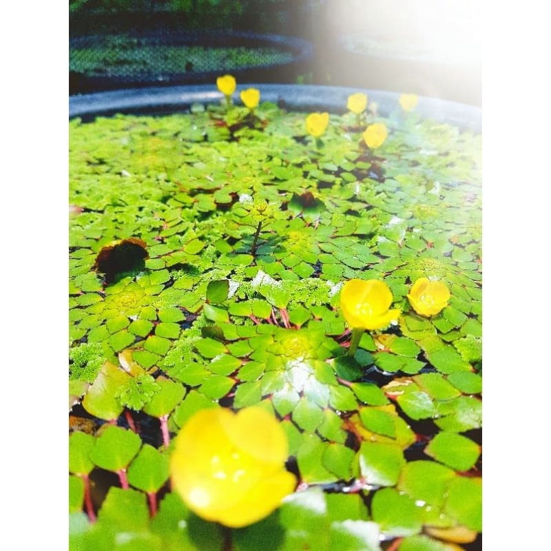 Yellow &กระจับดอกสีเหลืองพันธ์ดอกดก รูปที่ 3