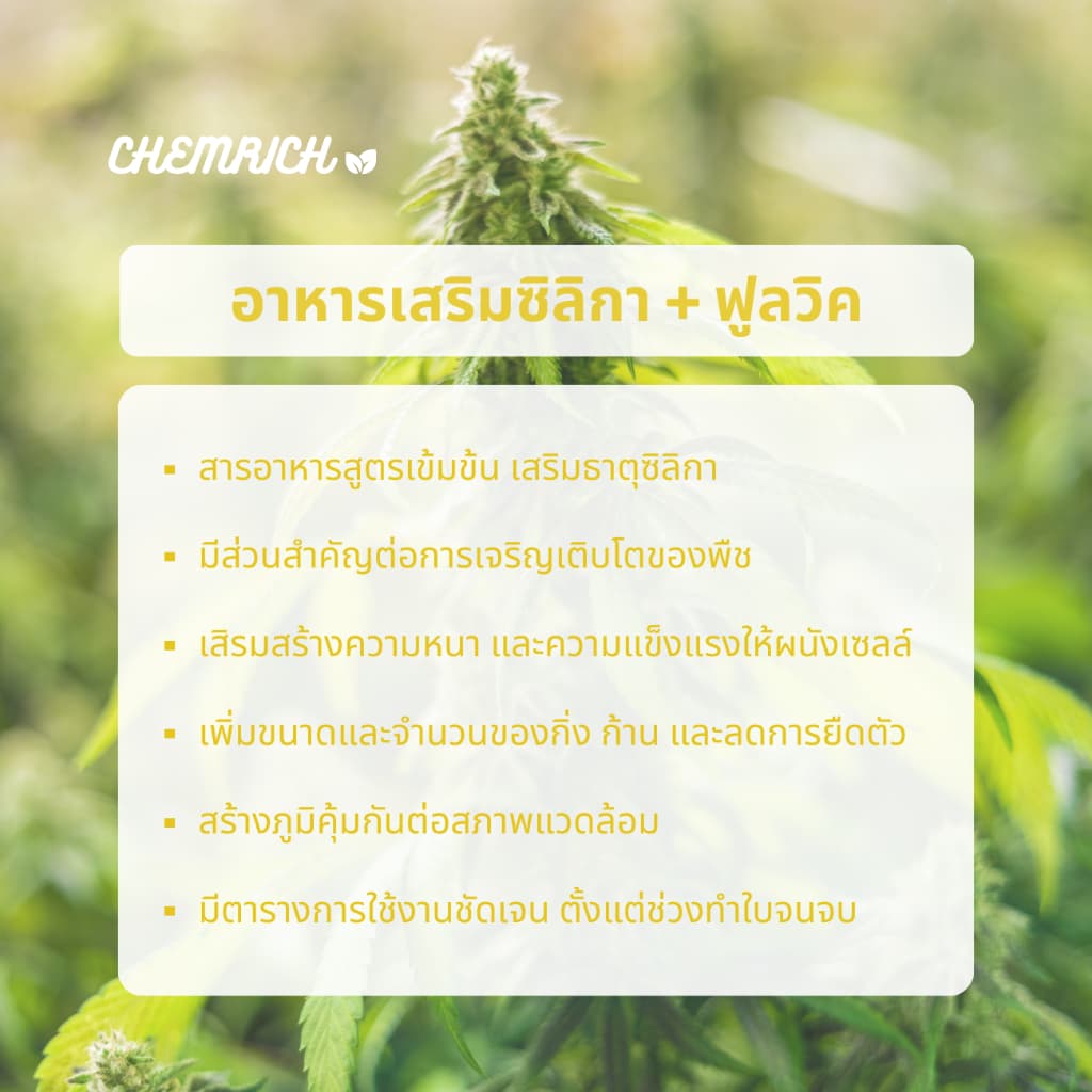 1000ml ซิลิกา ธาตุซิลิกาเสริมความแข็งแรง เพิ่มขนาดกิ่ง ก้าน และลดการหดตัว สารอาหารเข้มข้น - Chemrich รูปที่ 3