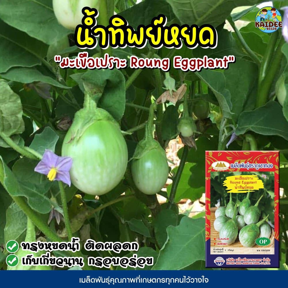เมล็ดมะเขือเปราะน้ำทิพย์หยด Roung Eggplant เมล็ดมะเขือเปราะ เมล็ดพันธุ์มะเขือเปราะ มะเขือเปราะ เมล็ดมะเขือหยดน้ำ ตราภูเข รูปที่ 1