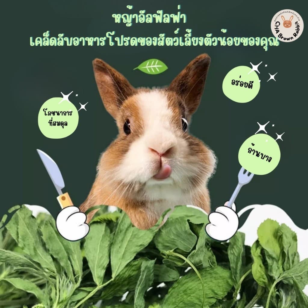 หญ้ากระต่าย หญ้าอัลฟาฟ่าอบลมร้อน Super Premium Alfalfa Grass ขนาด 1Kg. ใบล้วน รูปที่ 5