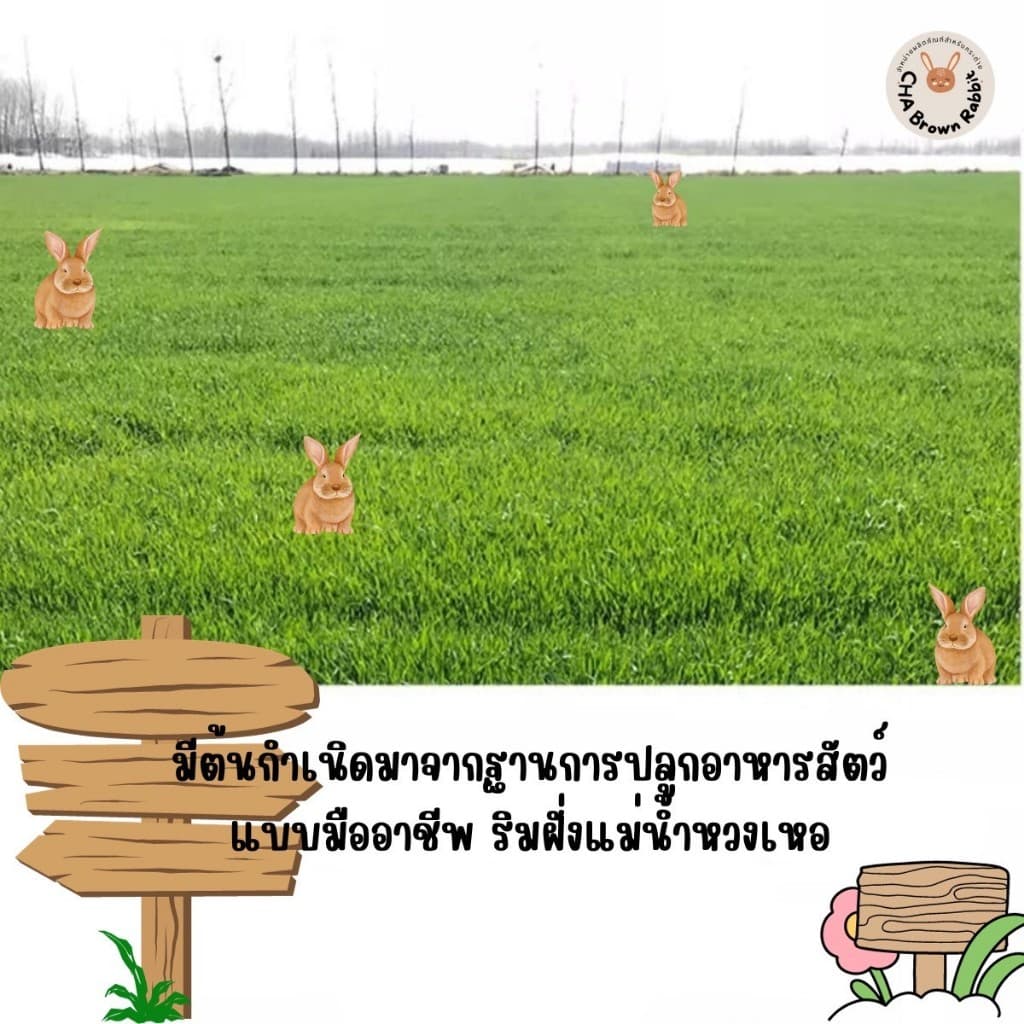 หญ้ากระต่าย หญ้าอัลฟาฟ่าอบลมร้อน Super Premium Alfalfa Grass ขนาด 1Kg. ใบล้วน รูปที่ 7