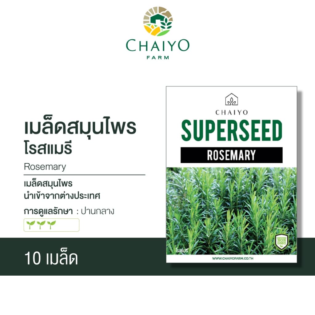 เมล็ด ROSEMARY seeds เมล็ดโรสแมรี รูปที่ 1