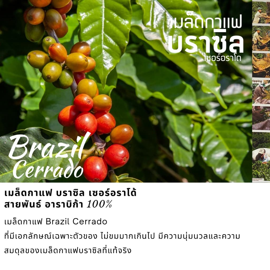 กาแฟดริปบราซิล แบบซอง 10g/ถุงดริป พร้อมดื่ม Brazil Cerrado Drip coffee กาแฟอราบิก้า100% กาแฟสดคั่วบด 5 ระดับการคั่ว รูปที่ 7