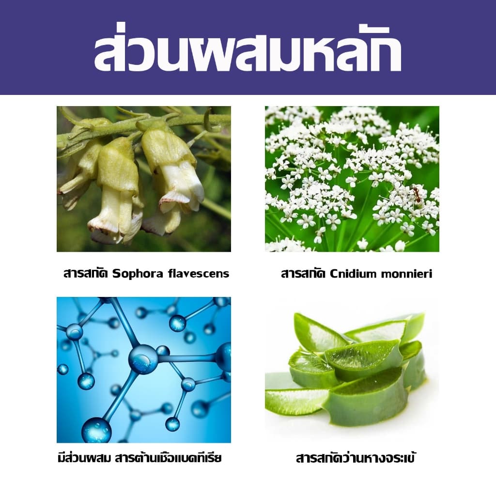 สเปรย์กำจัดเห็บ น้ำยากำจัดเห็บหมัด สเปรย์กำจัดเห็บหมัด ยาฆ่าเห็บหมัด สูตรพืช กำจัดเห็บหมัดสุนัข บรรจุ 120ml รูปที่ 8