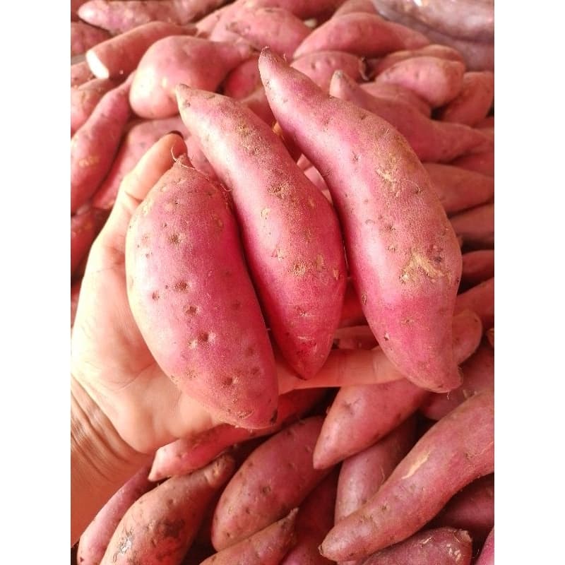 มันเทศหวาน●เกรดA●คัดสวย●แพ็กละ1กก. รูปที่ 6