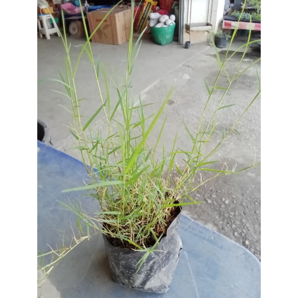 ต้นหญ้าแพรก ถุงดำละ 29 บาท เจริญเติบเติบโตได้ดีในดิน ทุกชนิด ทำพิธี ไหว้ครูได้ รูปที่ 6