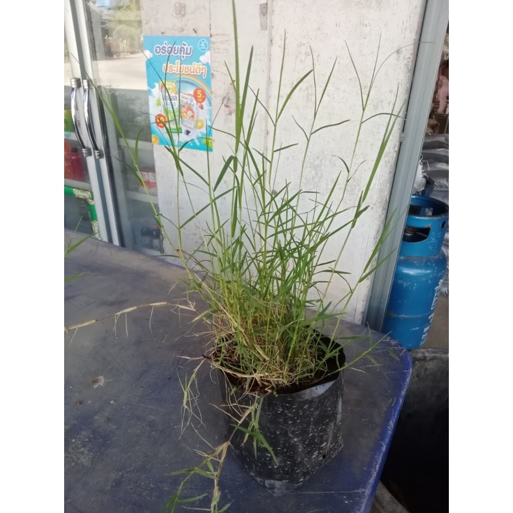 ต้นหญ้าแพรก ถุงดำละ 29 บาท เจริญเติบเติบโตได้ดีในดิน ทุกชนิด ทำพิธี ไหว้ครูได้ รูปที่ 8