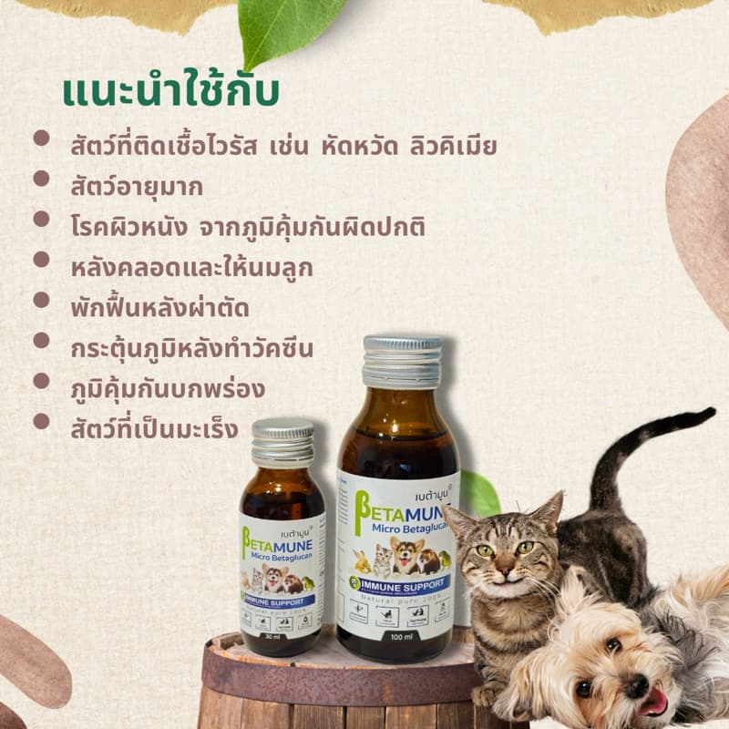 Betamune เบต้ามูน ล๊อตใหม่มีกล่อง ของแท้ตัวแทนจำหน่ายตรง กระตุ้นภูมิสุนัข แมว เอ๊กโซติคเพ็ท ช่วยบำรุงร่างกาย ไม่ป่วยง่าย รูปที่ 2