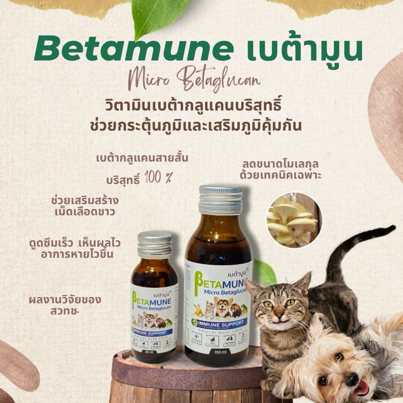 Betamune เบต้ามูน ล๊อตใหม่มีกล่อง ของแท้ตัวแทนจำหน่ายตรง กระตุ้นภูมิสุนัข แมว เอ๊กโซติคเพ็ท ช่วยบำรุงร่างกาย ไม่ป่วยง่าย รูปที่ 4