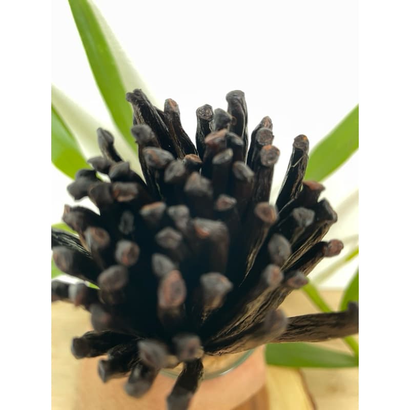 ฝักวานิลลาสายพันธุ์ Planifolia **เกรดA 18-22cm** My Vanilla TH รูปที่ 7