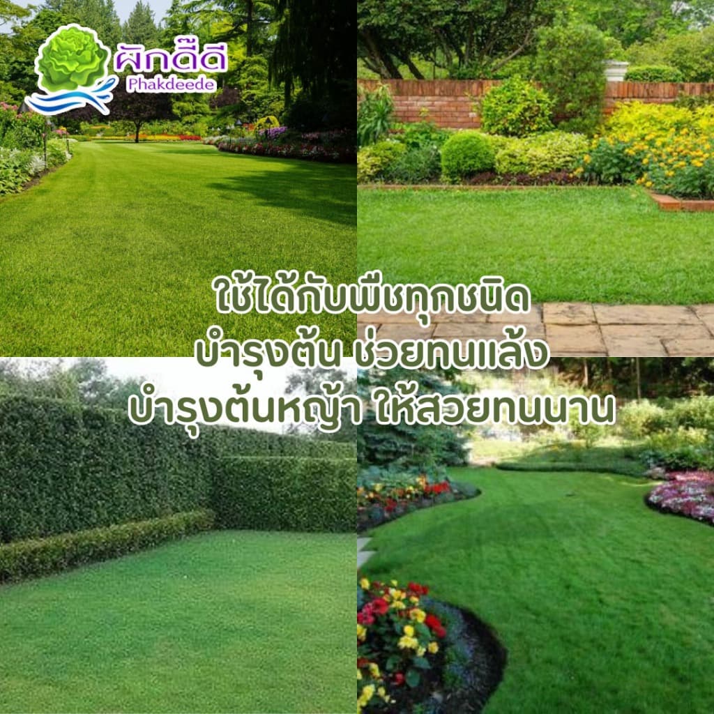 ปุ๋ย 16-16-16 ปุ๋ยสูตรเสมอ ปุ๋ยเร่งดอก ปุ๋ยเร่งใบ เพิ่มผลผลิต ปุ๋ยต้นหญ้า ช่วยทนแล้ง รูปที่ 4