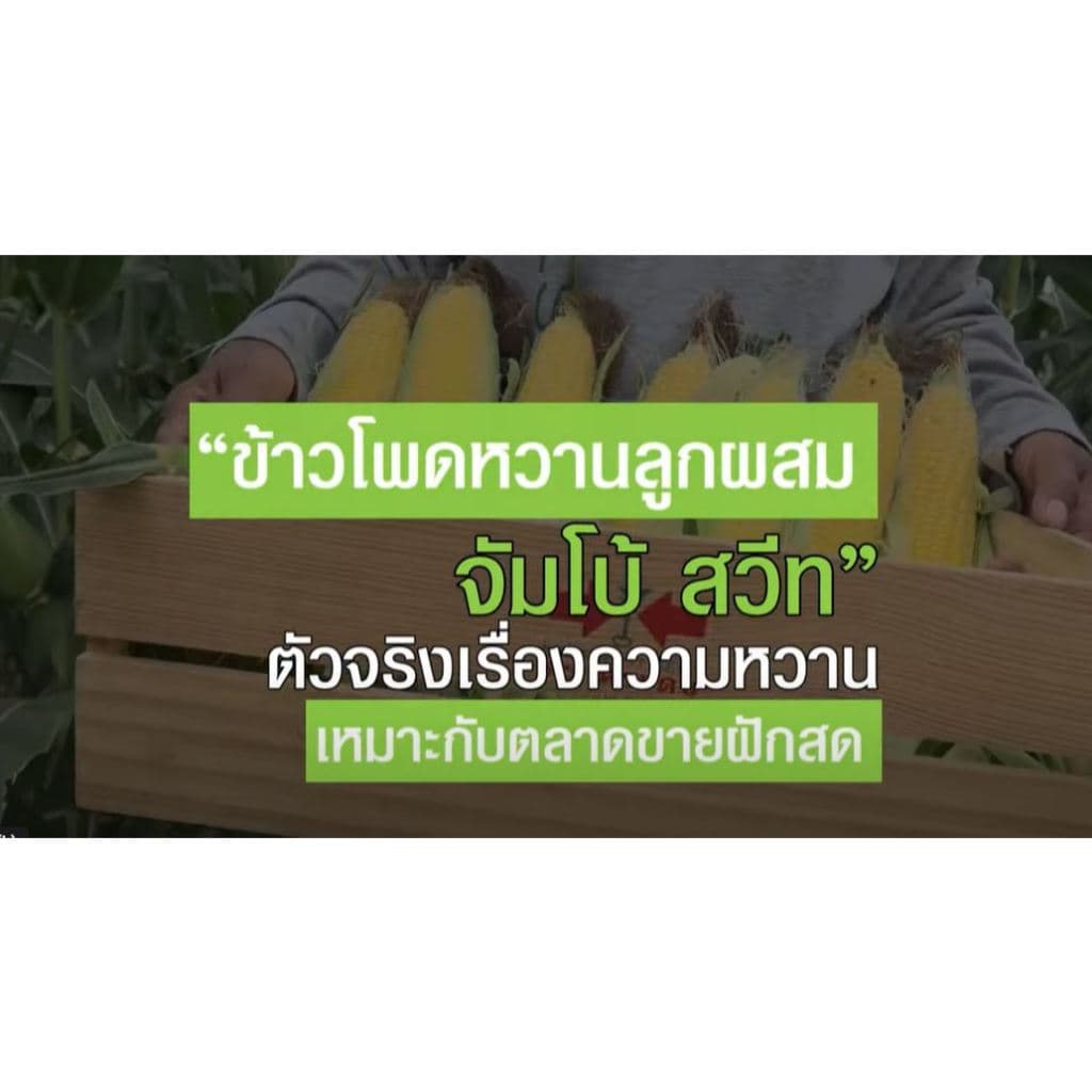 เมล็ดพันธุ์ ศรแดง ข้าวโพดหวาน ข้าวโพด ลูกผสม จัมโบ้สวีท ลูกผสม หวาน งอกดี พันธุ์ปลูกขาย รูปที่ 3