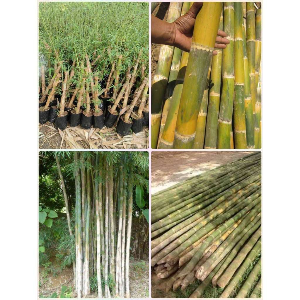 ไผ่รวกใหญ่ รวกน่าน รวกดำ รวกแดง ต้นขุดเหง้าชำถุงรากเดินดีแล้ว ไผ่ใช้ลำ ปักหอยแมลงภู่ นั่งร้านก่อสร้าง โรงเรือน สุ่มไก่ รูปที่ 1