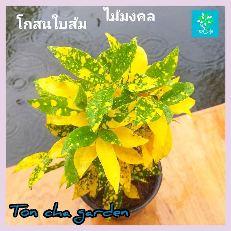 โกสนใบส้ม ไม้มงคล ส่งพร้อมกระถาง 6 นิ้ว รูปที่ 2