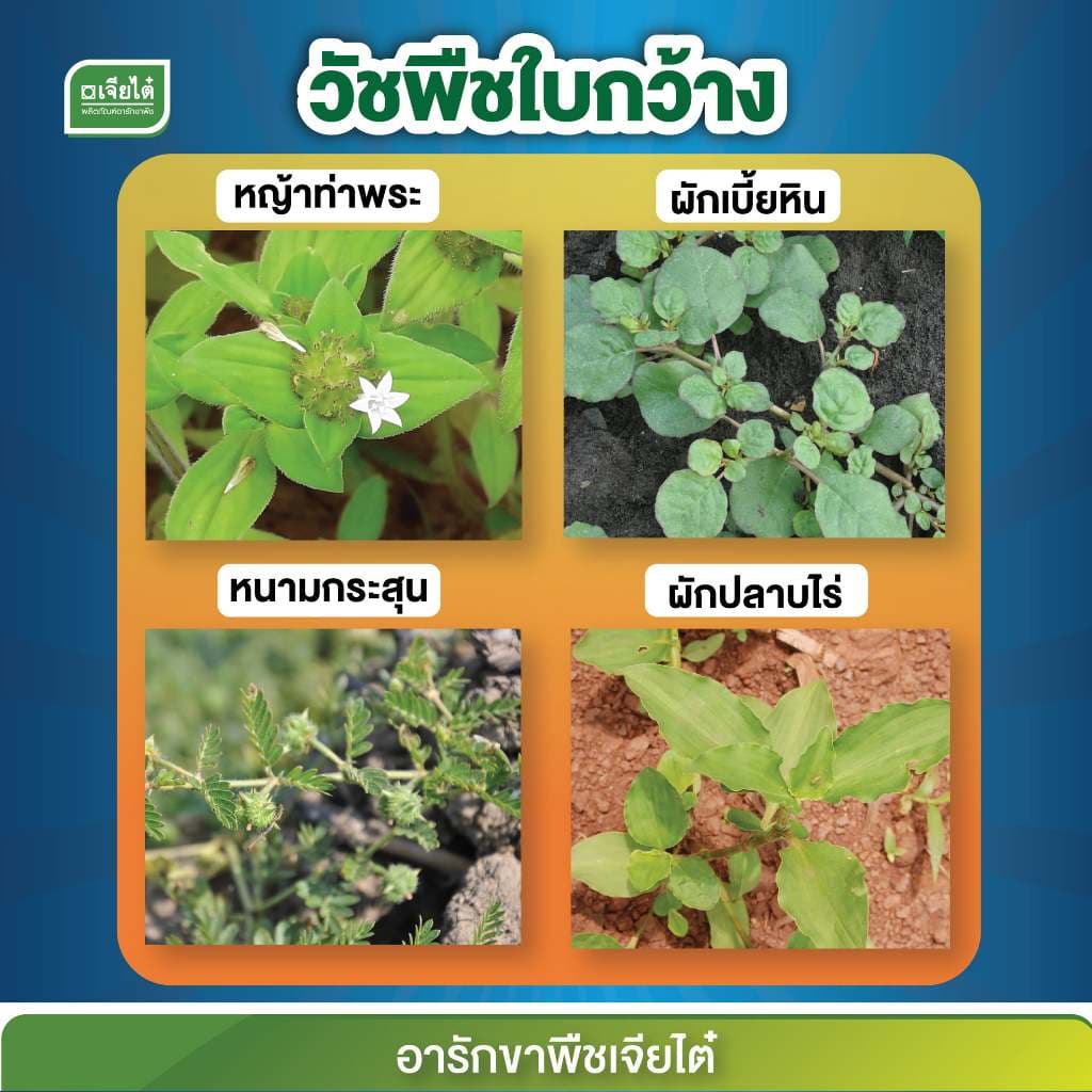 อาทราซีน 90% แบบเม็ด ทาซีแม็กซ์-โปร์ 900 กรัม ยาคุมหญ้าในไร่อ้อย ข้าวโพด ละลายง่าย รูปที่ 4