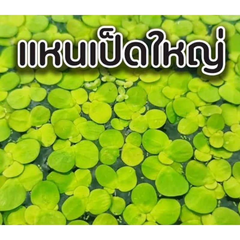 แหนเป็ดใหญ่ ประดับตู้ปลา รูปที่ 1