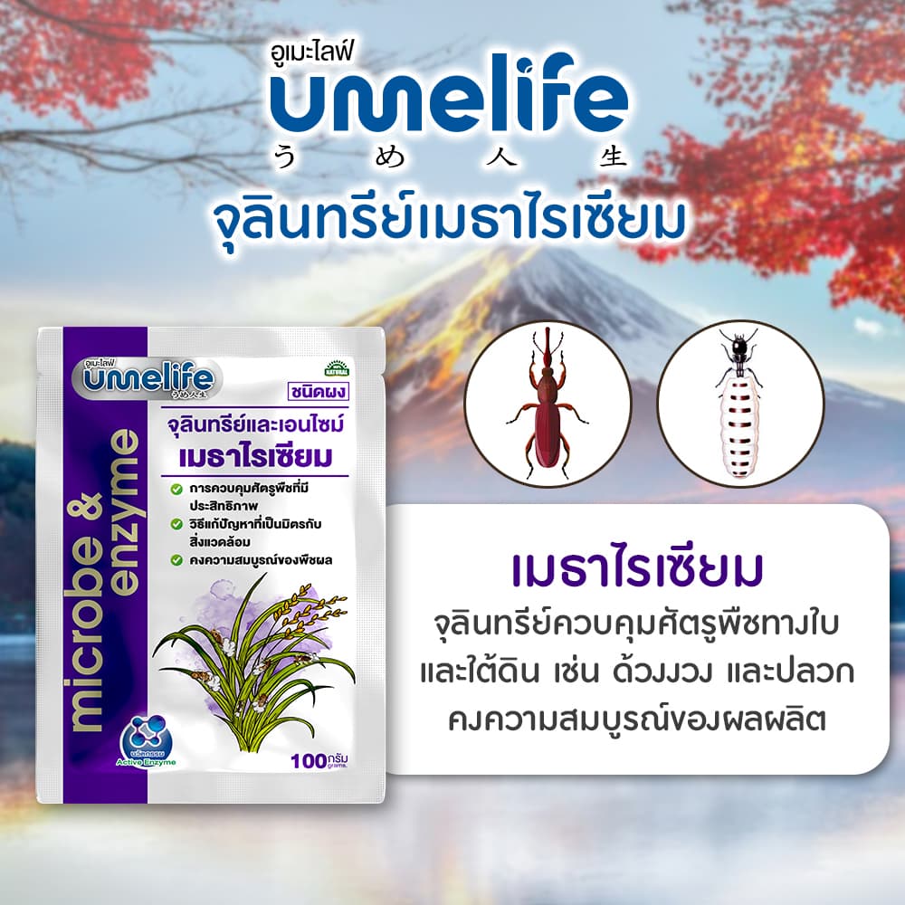 อูเมะไลฟ์ เมธาไรเซียม 100 กรัม กำจัดด้วง ตัวอ่อนด้วง กำจัดปลวก กำจัดแมลงใต้ดิน ช่วยให้ต้นไม้สมบูรณ์ รูปที่ 7