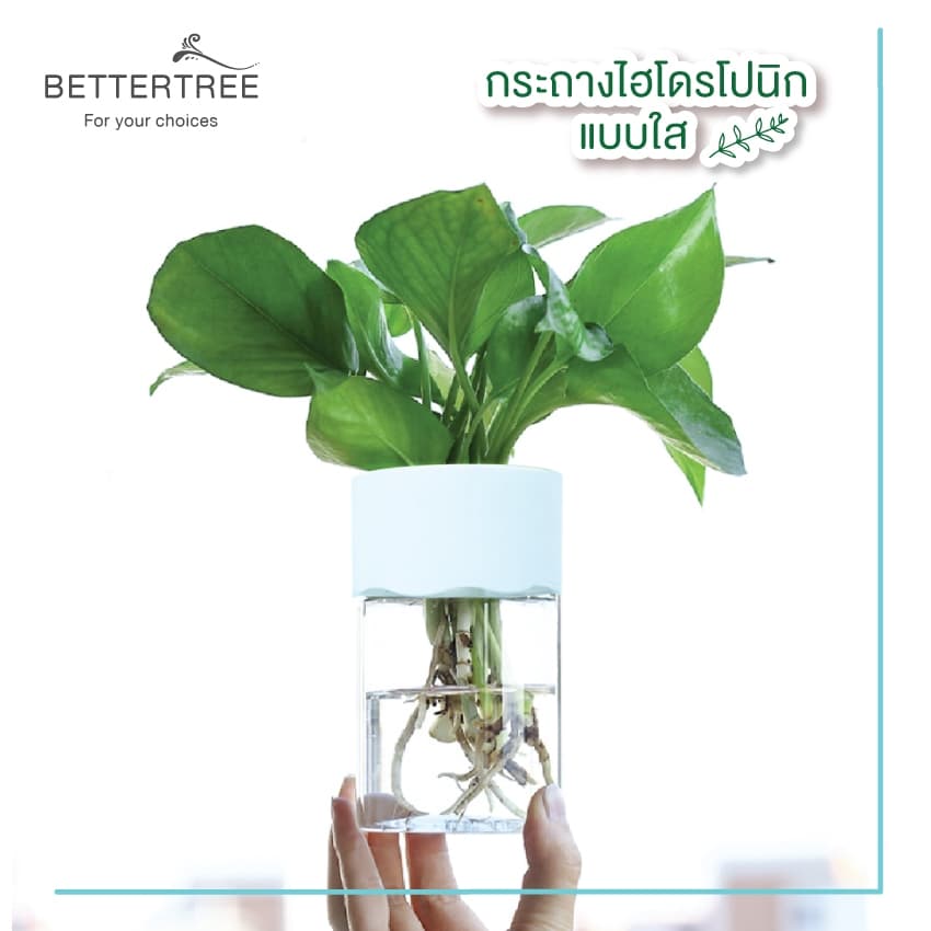 กระถางไฮโดโปนิกใสขอบฝาสีขาว ใส่ต้นไม้เลี้ยงน้ำได้ ดูดซึมน้ำอัตโนมัติ รดน้ำ รูปที่ 2