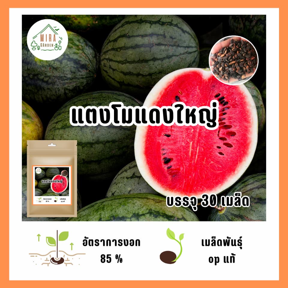 เมล็ดพันธุ์ แตงโมแดงใหญ่ บรรจุ 30 เมล็ด รูปที่ 1