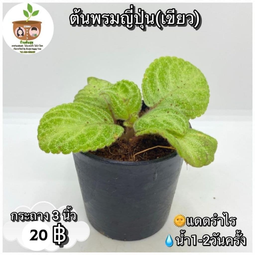 ต้นพรมญี่ปุ่นเขียว จัดส่ง 2 ต้นขึ้นไป คละแบบได้ รูปที่ 2