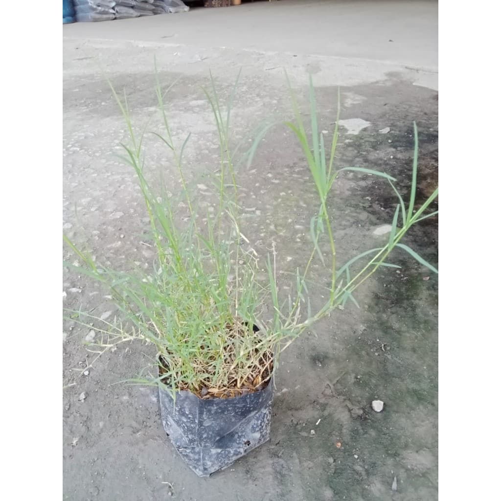 ต้นหญ้าแพรก ถุงดำละ 29 บาท เจริญเติบเติบโตได้ดีในดิน ทุกชนิด ทำพิธี ไหว้ครูได้ รูปที่ 4