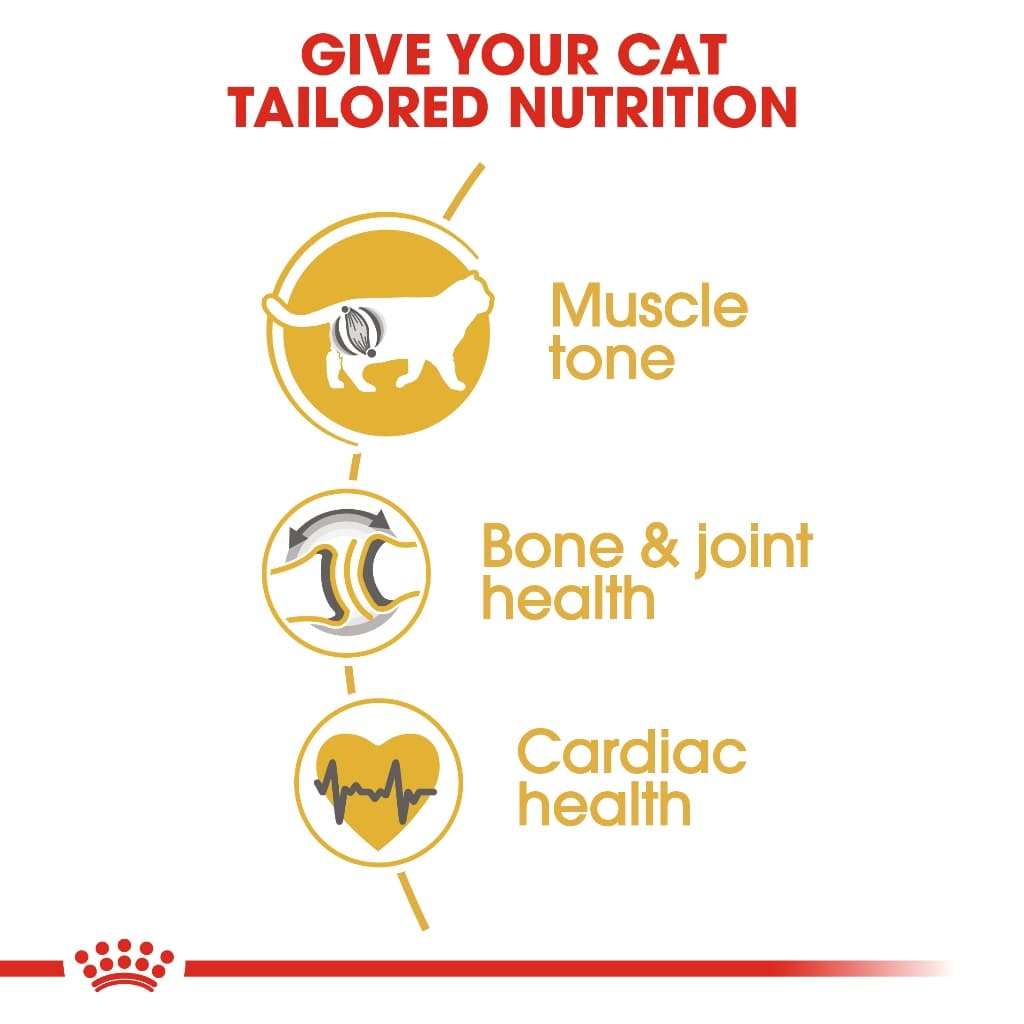 Royal canin british shorthair 4 kg อาหาร สำหรับแมวโต พันธุ์ บริติช ชอร์ตแฮร์ 4 กก.Exp:05/2027 รูปที่ 6