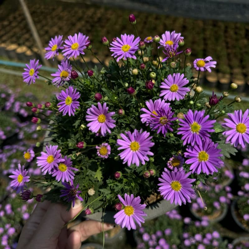 เดซี่ Daisyต้นเดซี่ ดอกสีม่วง เหลือง แดง ชมพู Purple Daisy 8นิ้ว ดอกไม้ทานได้ รูปที่ 8