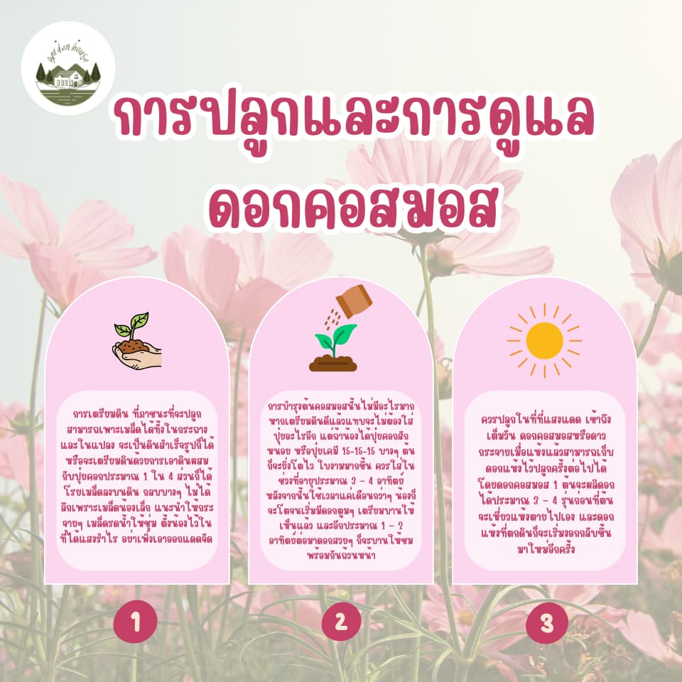 เมล็ดดอกคอสมอสคละสี ขาว ชมพู แดง รูปที่ 5