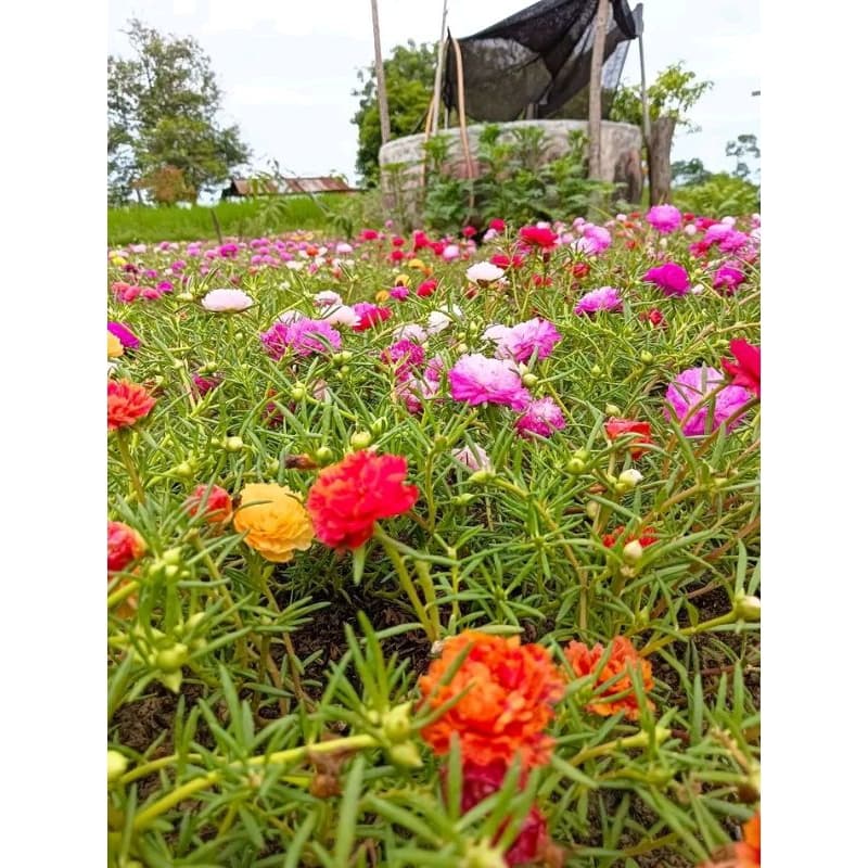 แพรเซี่ยงไฮ้ ดอกคุณนายตื่นสาย ดอกแพรเซี่ยงไฮ้ รูปที่ 9