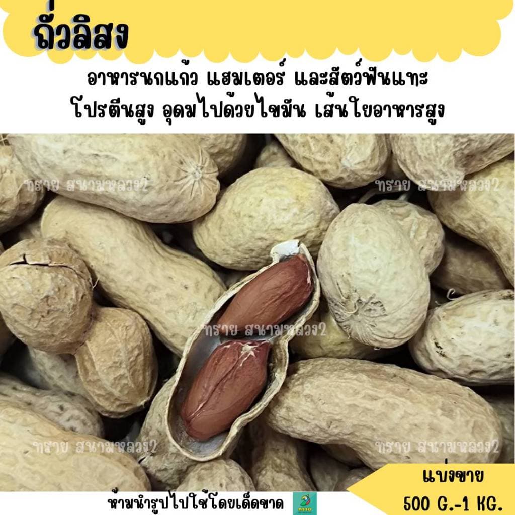 ถั่วลิสง อาหารนกแก้วขนาดกลาง-ใหญ่ แฮมสเตอร์ กระรอก กระแต รูปที่ 1
