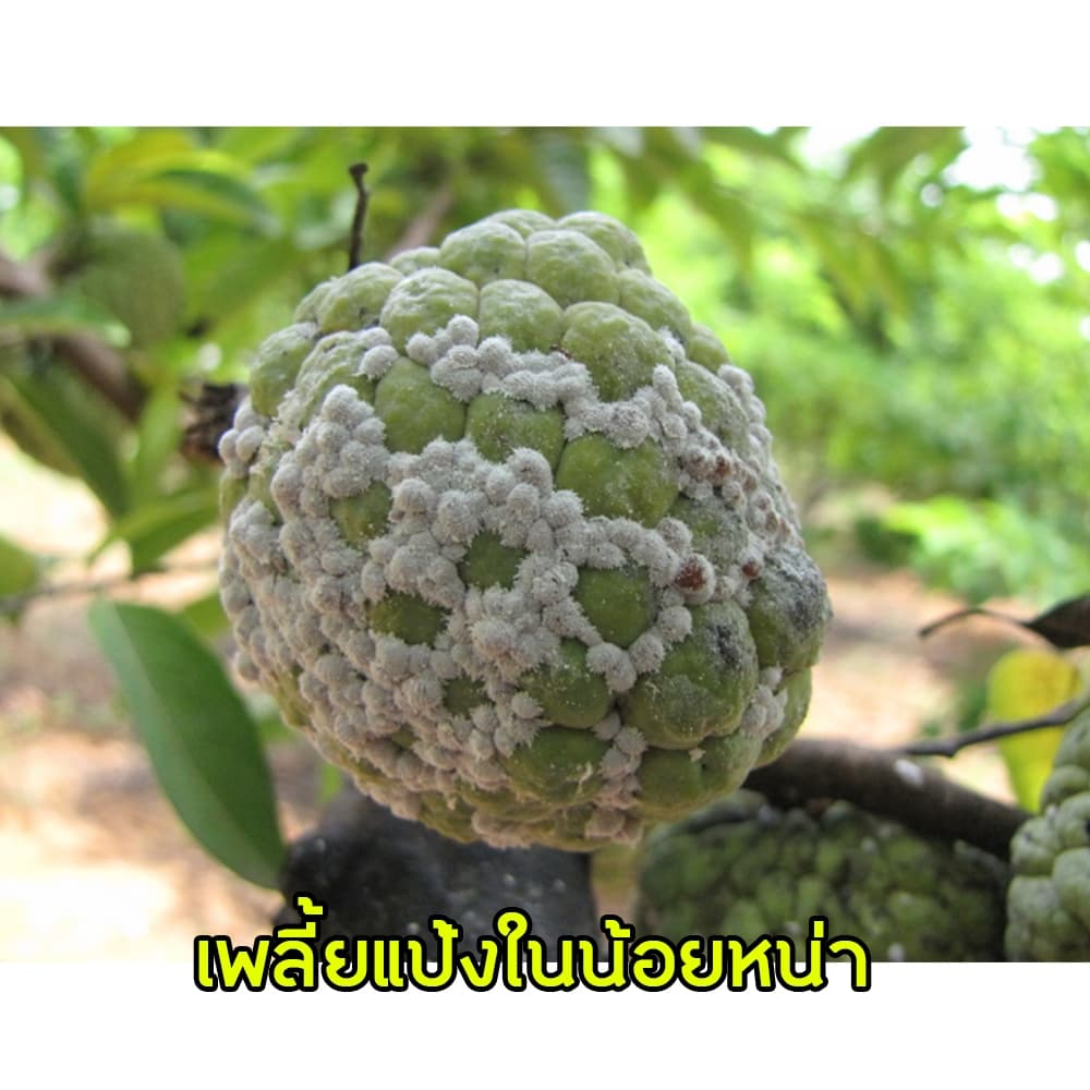 ซาโตริ มือปราบเซียนเพลี้ยไฟ แมลงปากดูด เพลี้ยงแป้ง แมลงหวี่ขาว เพลี้ยอ่อน ด้วงหมัดผัก รูปที่ 5