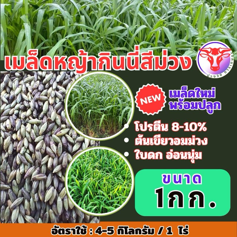 กินนี กินนี่สีม่วง เมล็ดหญ้ากินนี่สีม่วง 1 กิโลกรัม รูปที่ 1