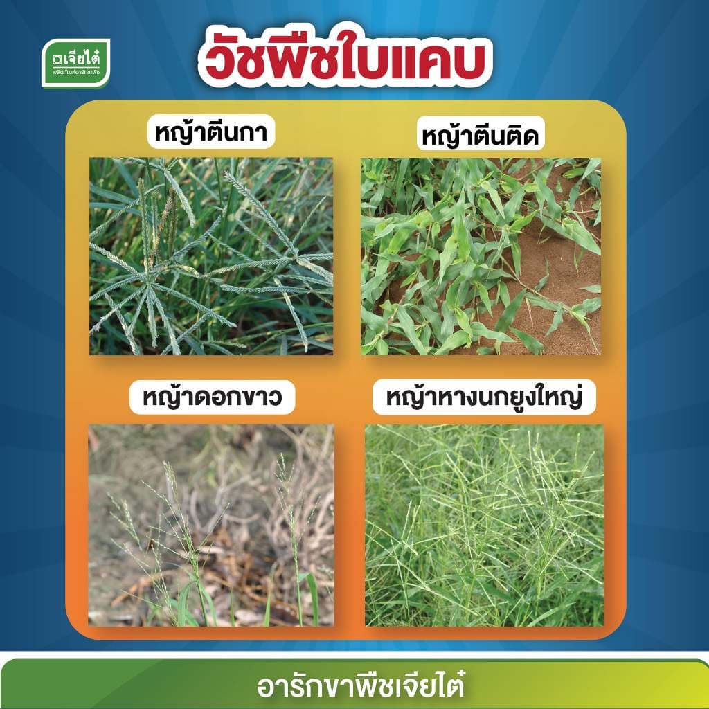 อาทราซีน 90% แบบเม็ด ทาซีแม็กซ์-โปร์ 900 กรัม ยาคุมหญ้าในไร่อ้อย ข้าวโพด ละลายง่าย รูปที่ 3