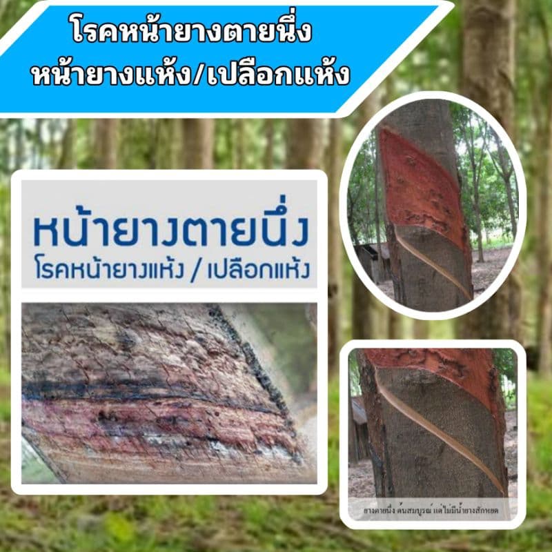 สารทาหน้ายางพารารักษาโรคหน้ายางตายนึ่ง ไฮเอ็นด์ Hi-End เห็นผลจริงท้าพิสูจน์.สารรักษาหน้ายางพารา รูปที่ 7