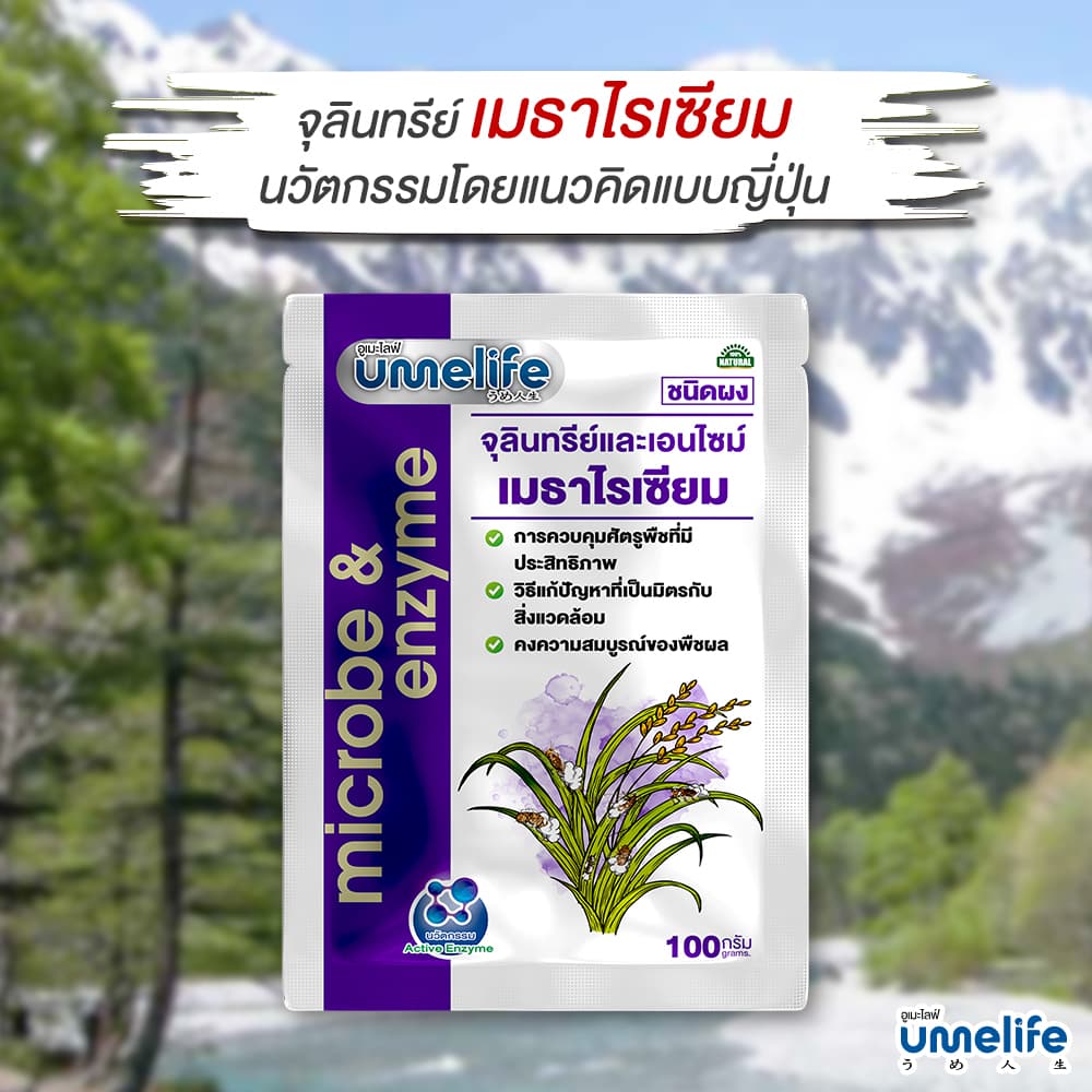 อูเมะไลฟ์ เมธาไรเซียม 100 กรัม กำจัดด้วง ตัวอ่อนด้วง กำจัดปลวก กำจัดแมลงใต้ดิน ช่วยให้ต้นไม้สมบูรณ์ รูปที่ 8