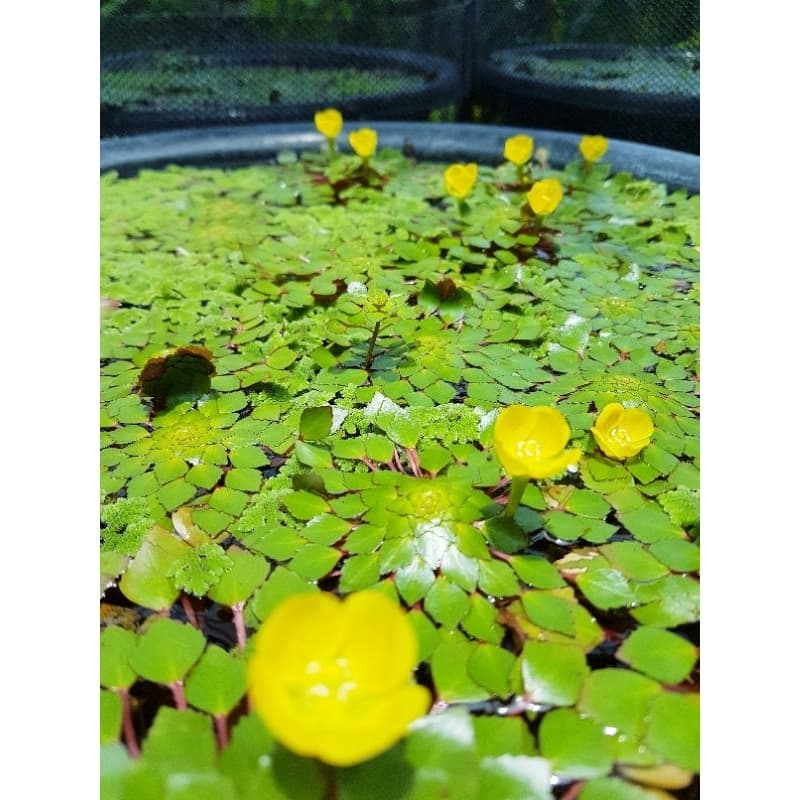 Yellow &กระจับดอกสีเหลืองพันธ์ดอกดก รูปที่ 2