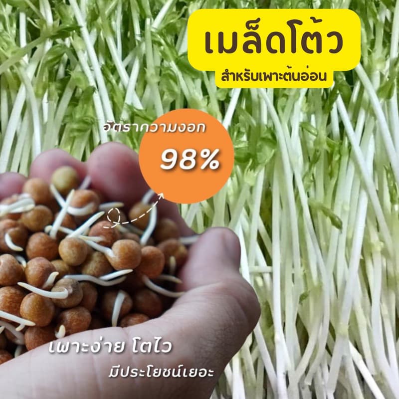 เมล็ดโต้วเหมียวสำหรับเพาะกินต้นอ่อนสายพันธุ์เบเบิ้ล เมล็ดผักไมโครกรีน #microgreen #ไมโครกรีน มี3ขนาด100,500,1,000 กรัม รูปที่ 1
