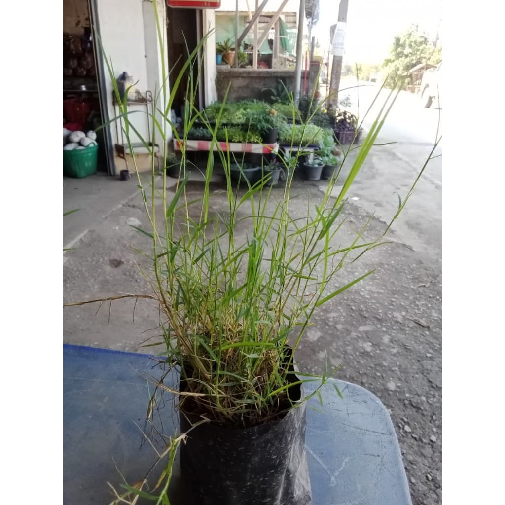 ต้นหญ้าแพรก ถุงดำละ 29 บาท เจริญเติบเติบโตได้ดีในดิน ทุกชนิด ทำพิธี ไหว้ครูได้ รูปที่ 9