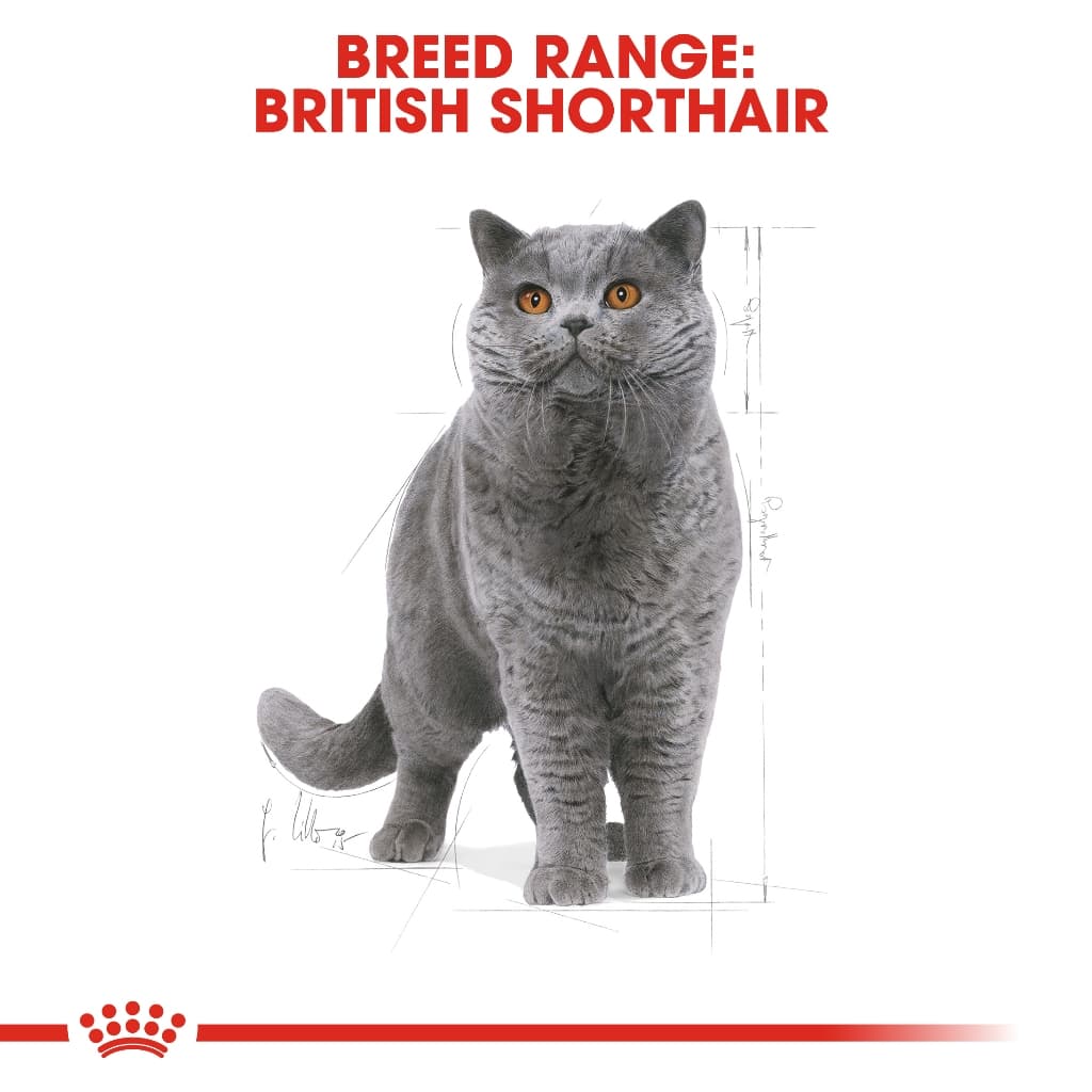 Royal canin british shorthair 4 kg อาหาร สำหรับแมวโต พันธุ์ บริติช ชอร์ตแฮร์ 4 กก.Exp:05/2027 รูปที่ 3