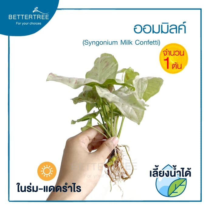 ออมมิลค์ Syngonium Milk Confetti สามารถเลี้ยงน้ำได้ไม้ฟอกอากาศ รูปที่ 2
