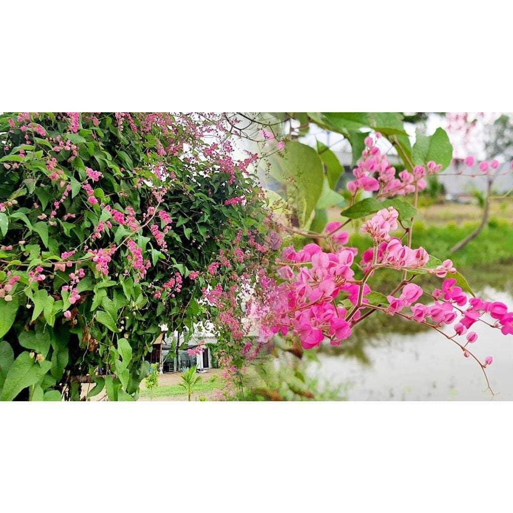 ต้นพวงชมพู ดอกทานได้ อร่อย ดอกสวย พร้อมปลูกในถุงดำ 39 บาท edible flower ไม้เลื้อย ออกดอกเป็นช่อ รูปที่ 1