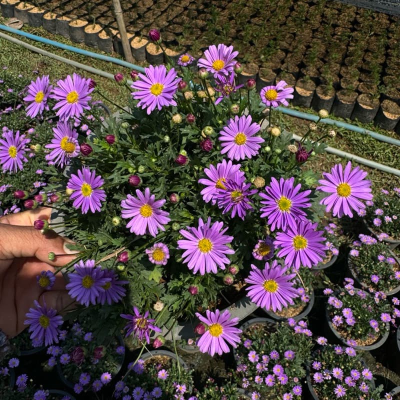 เดซี่ Daisyต้นเดซี่ ดอกสีม่วง เหลือง แดง ชมพู Purple Daisy 8นิ้ว ดอกไม้ทานได้ รูปที่ 4