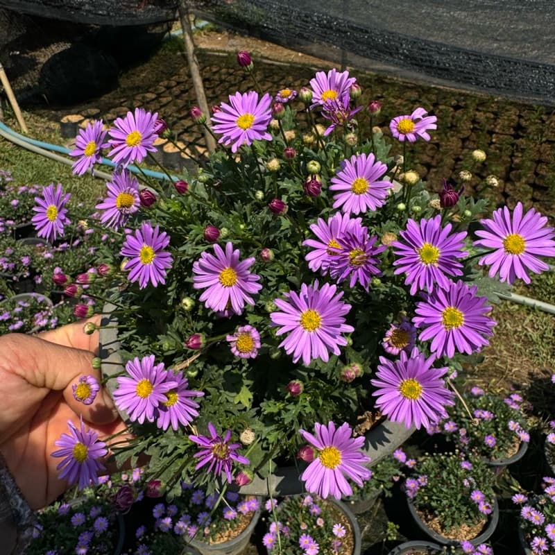 เดซี่ Daisyต้นเดซี่ ดอกสีม่วง เหลือง แดง ชมพู Purple Daisy 8นิ้ว ดอกไม้ทานได้ รูปที่ 5