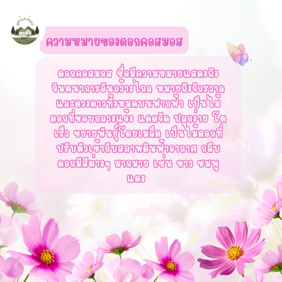 เมล็ดดอกคอสมอสคละสี ขาว ชมพู แดง รูปที่ 2