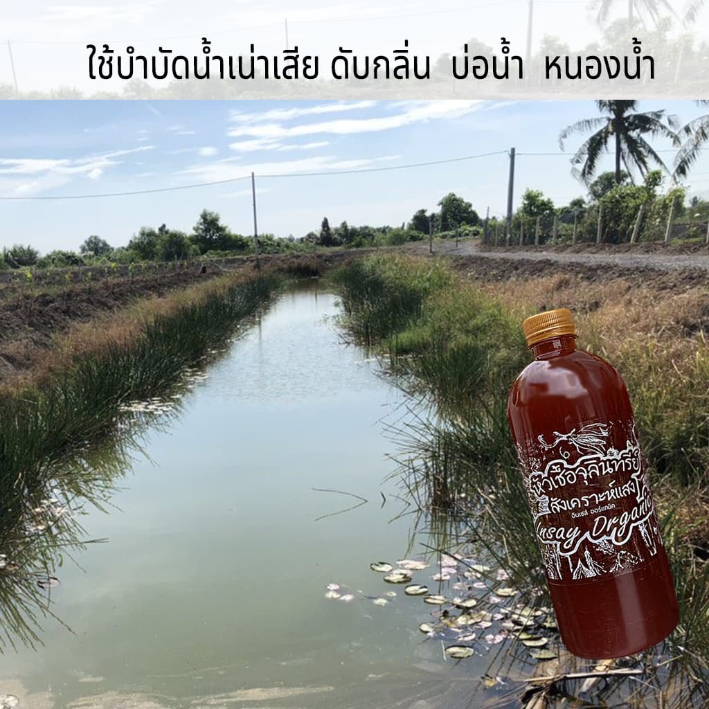 INSAY ORGANIC จุลินทรีย์ ใช้บำบัดน้ำ ดับกลิ่น ปรับสภาพน้ำ ย่อยสลาย สำหรับเลี้ยงปลา กุ้ง รูปที่ 4