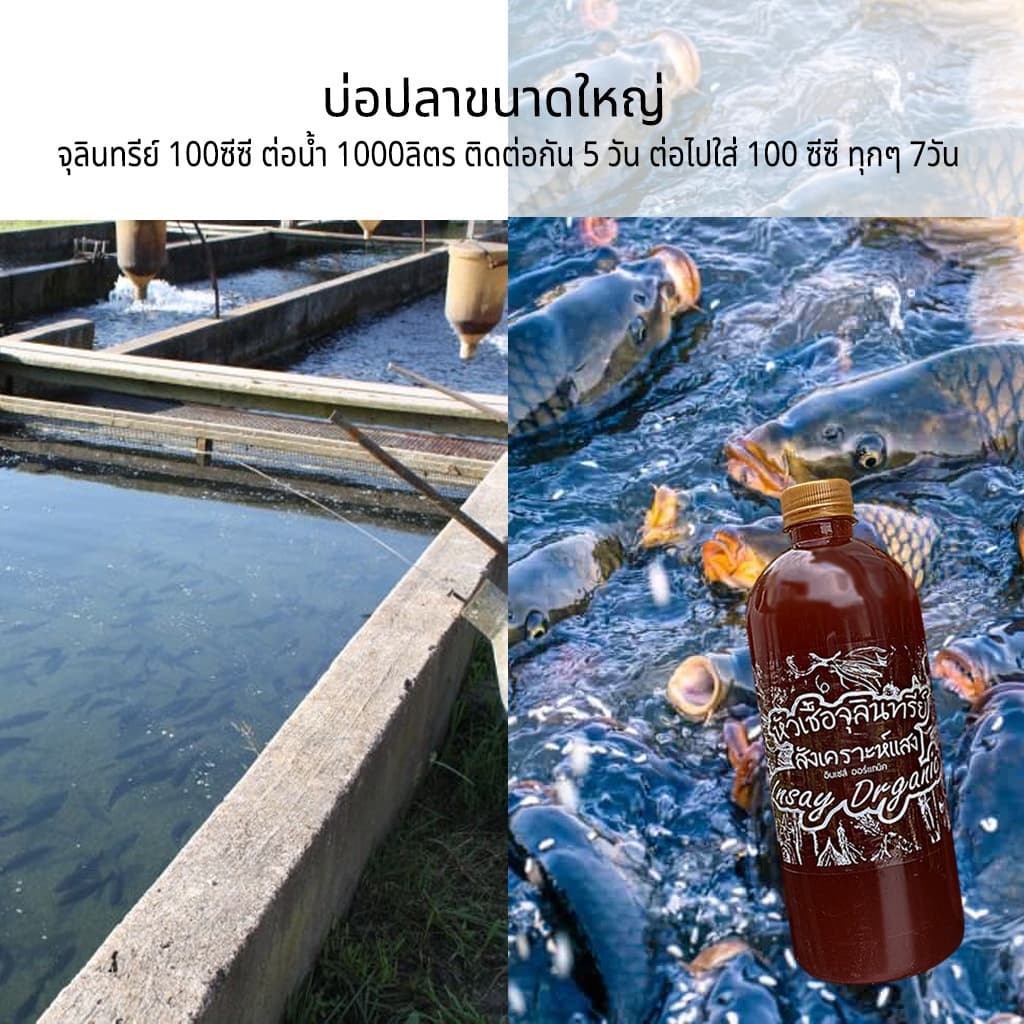 INSAY ORGANIC จุลินทรีย์ ใช้บำบัดน้ำ ดับกลิ่น ปรับสภาพน้ำ ย่อยสลาย สำหรับเลี้ยงปลา กุ้ง รูปที่ 3