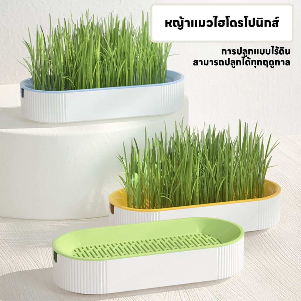 yoyopet : ชุดปลูกหญ้าแมว หญ้าแมว เมล็ดข้าวสาลี ถาดเพาะต้นอ่อน ชุดปลูกต้นสาลี ข้าวบาร์เล่ย์ รูปที่ 2