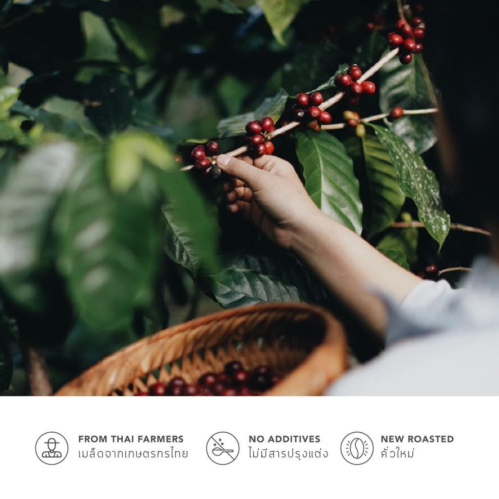 GRAPH | เมล็ดกาแฟ HOUSE BLEND - FINDERMAN รูปที่ 3