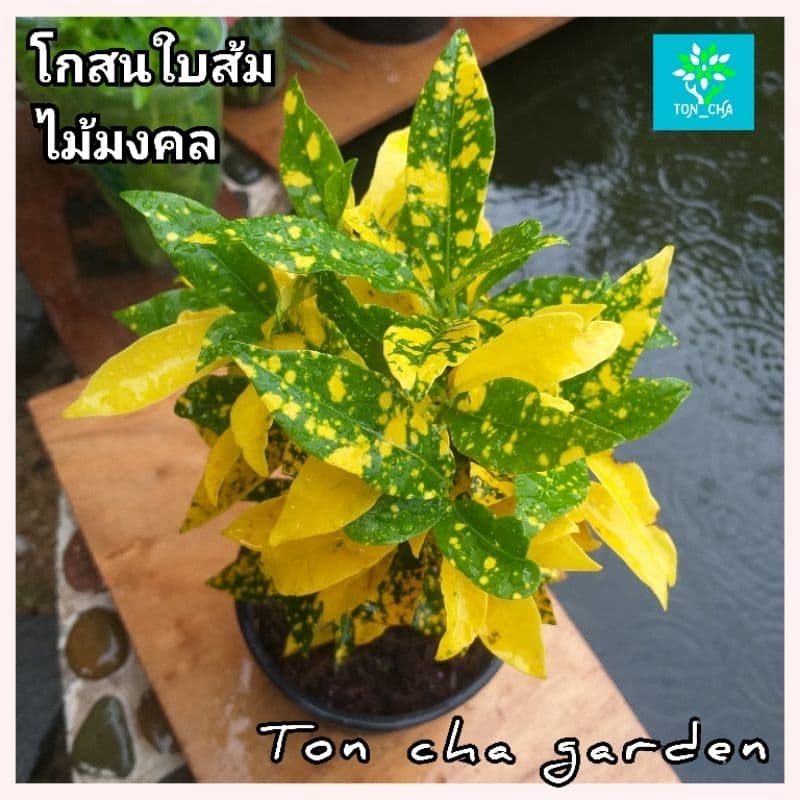 โกสนใบส้ม ไม้มงคล ส่งพร้อมกระถาง 6 นิ้ว รูปที่ 3